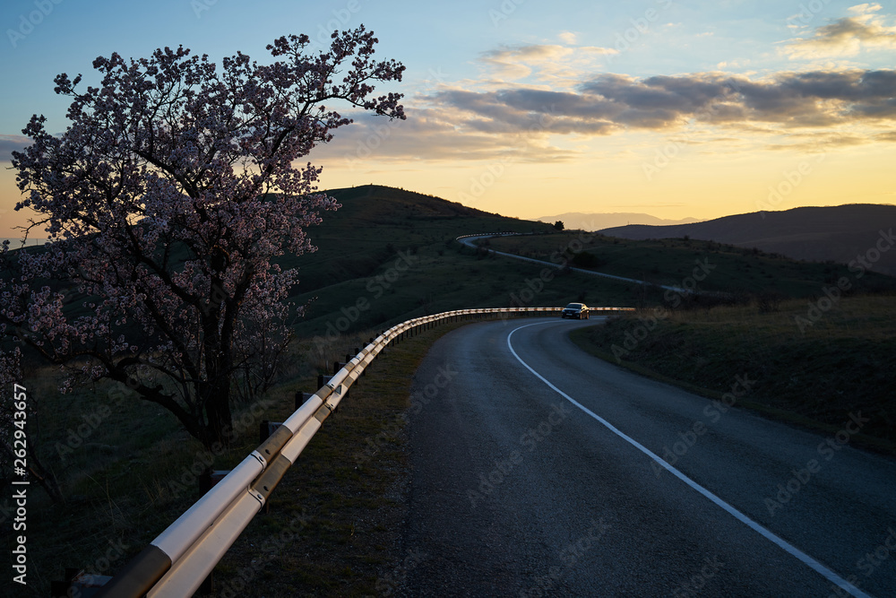 Image of cherry blossoms near the highway.