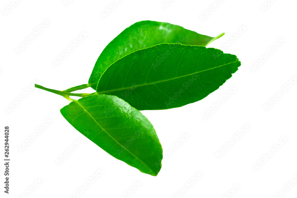 Obraz premium Isolated Leave on the white background.