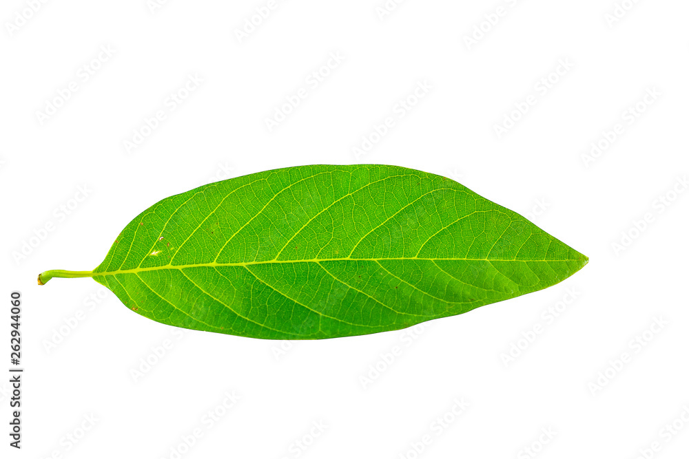 Isolated Leave on the white background. Isolated Leave on the white background.