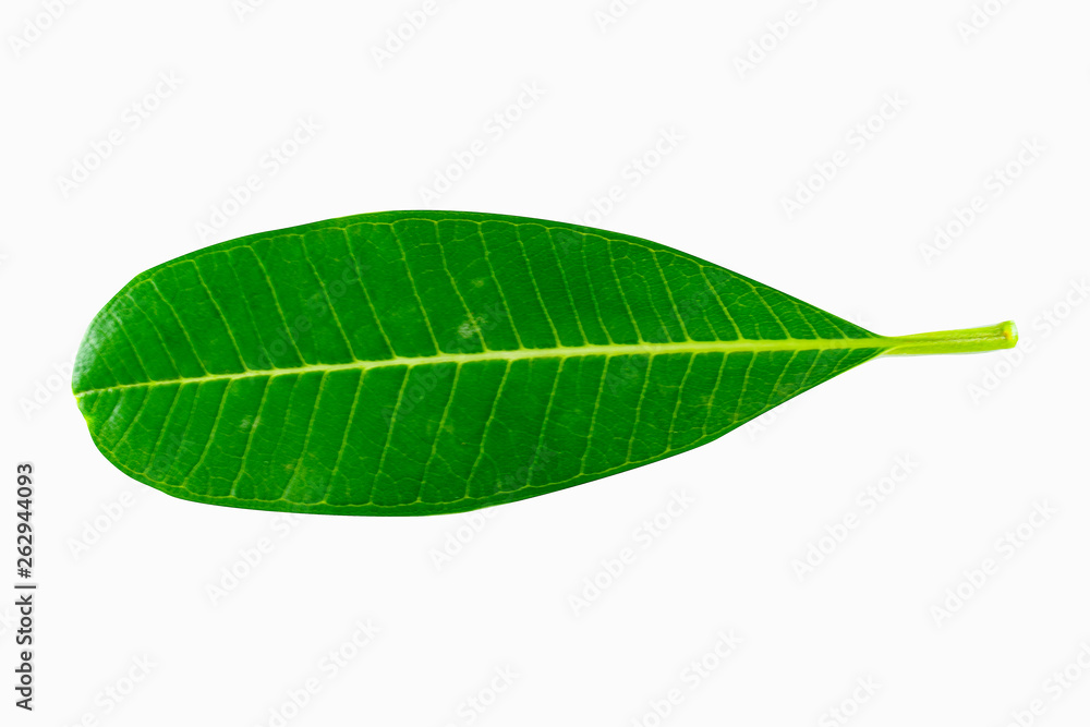Obraz premium Isolated Leave on the white background.