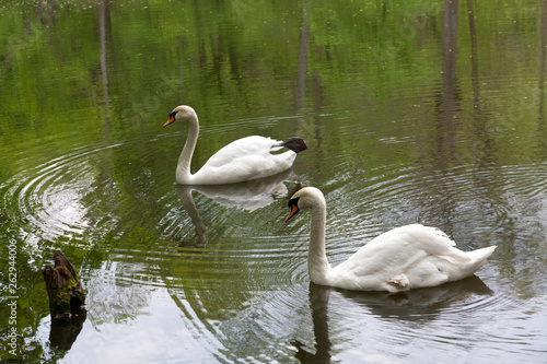 swan on grass