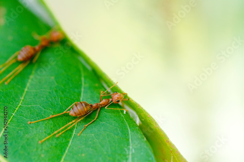selective focus team works red ants create their nest by green tree leaf