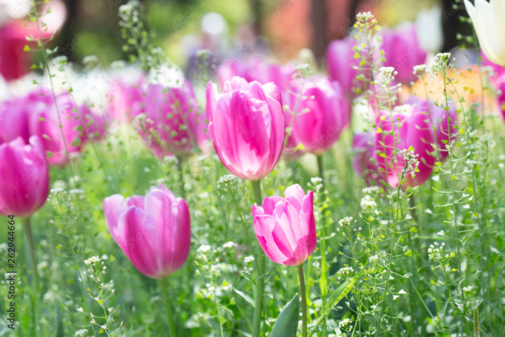 Fototapeta premium チューリップの咲く公園