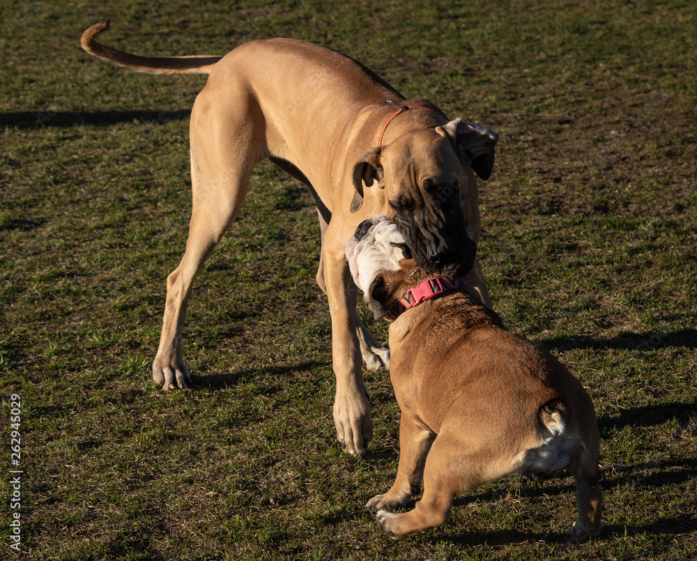 Domestic dogs in city parks squares Domestic dogs in city parks squares