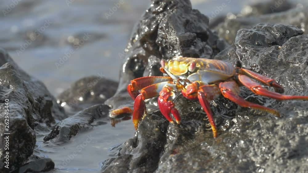 Galapagos Crab Galapagos Crab