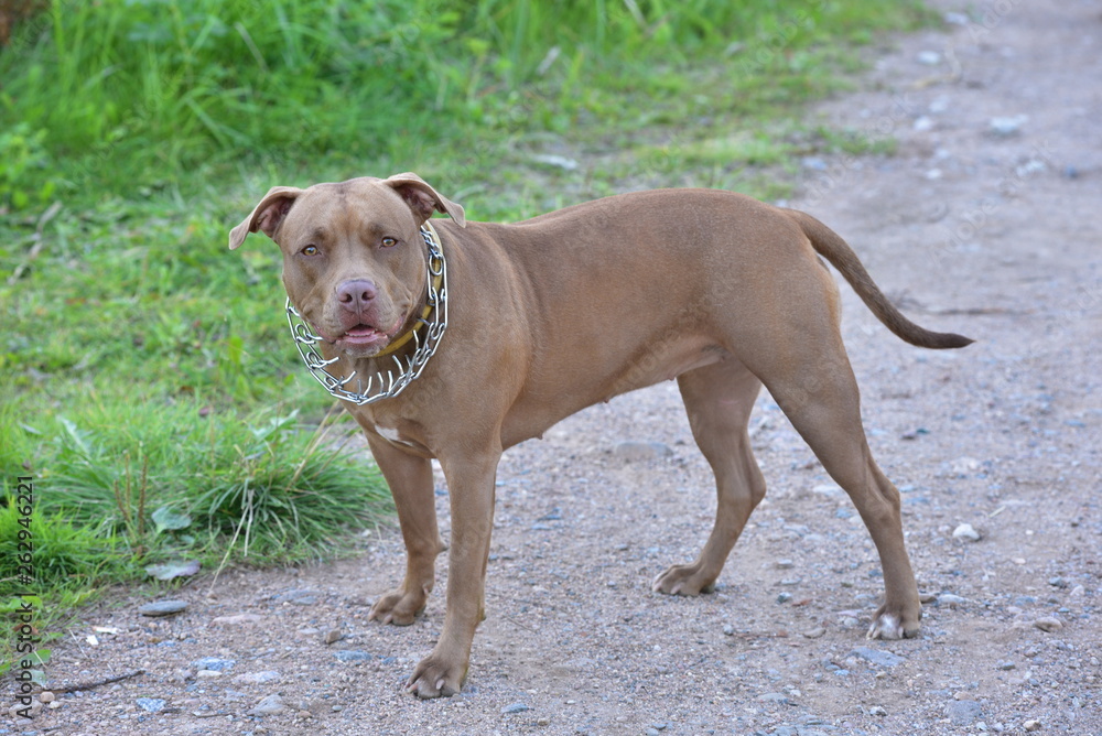 Domestic dogs in city parks squares Domestic dogs in city parks squares