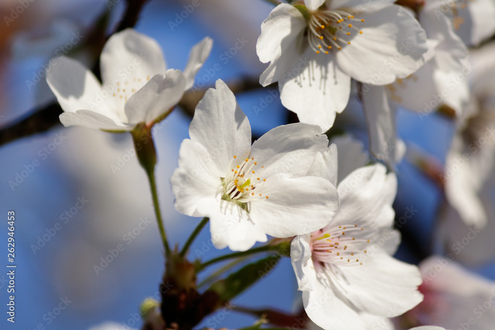 Blooming Tree in Spring. Blooming Buds and Flowers on a Tree Branch. Blooming Tree in Spring. Blooming Buds and Flowers on a Tree Branch.