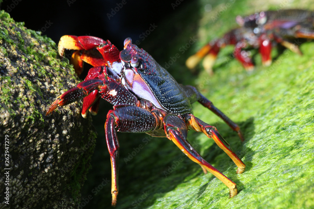 TIERE_7540_rote_Klippenkrabbe