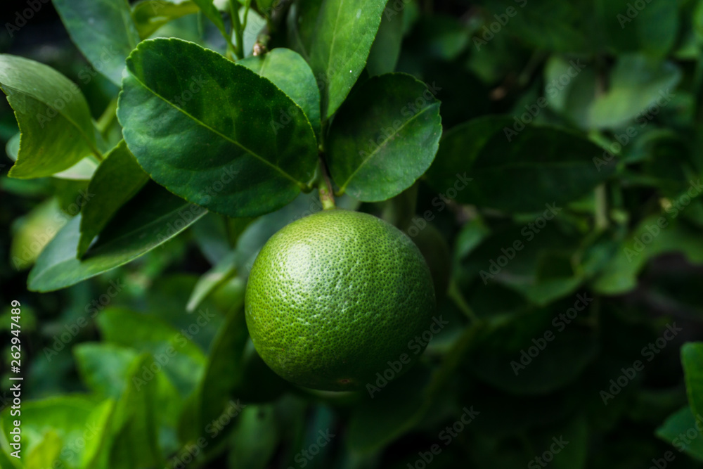 Green limes on a tree. Lime is a hybrid citrus fruit, which is typically round. Green limes on a tree. Lime is a hybrid citrus fruit, which is typically round.