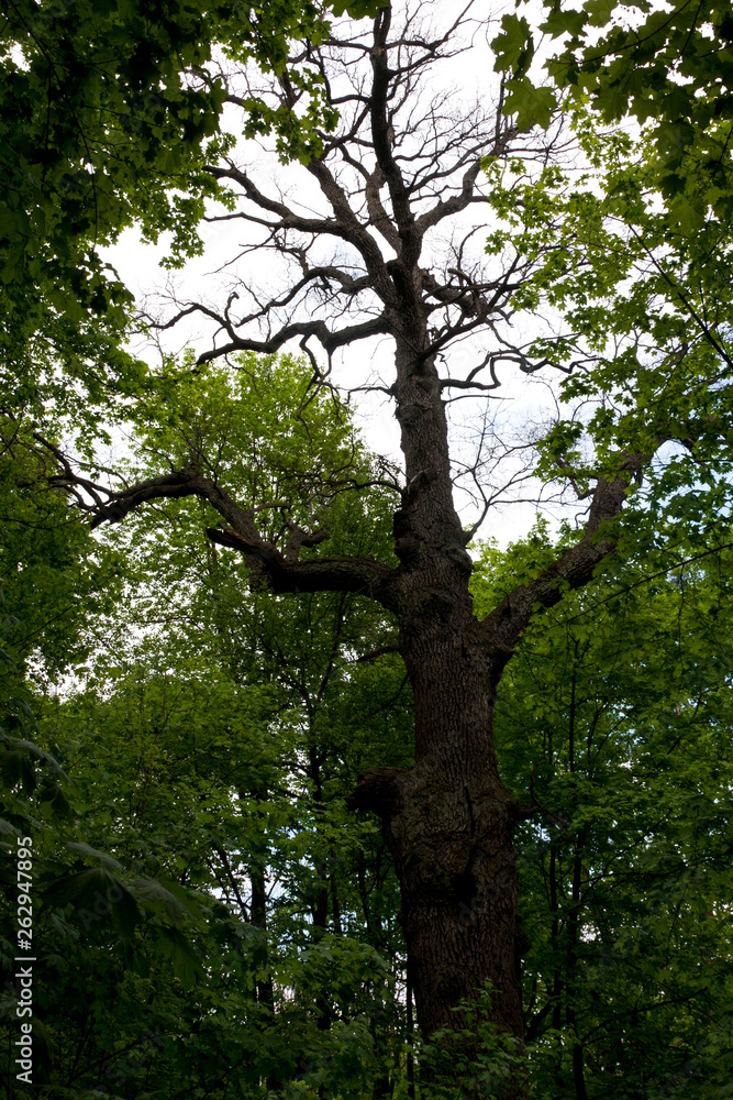 Fototapeta premium tree in forest