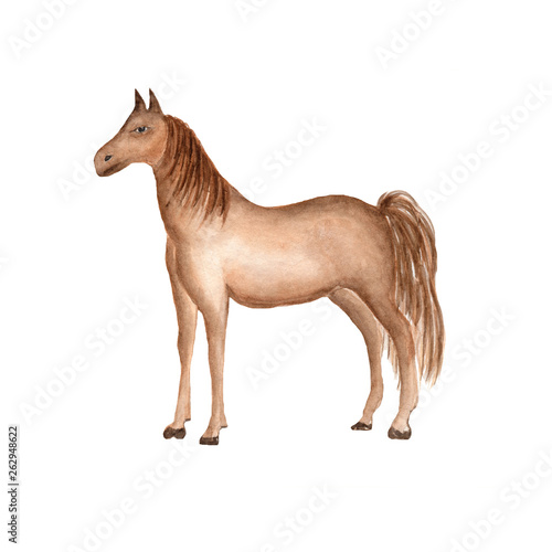 Watercolor farm animal  isolated on a white background. Hand drawn  horse illustration.