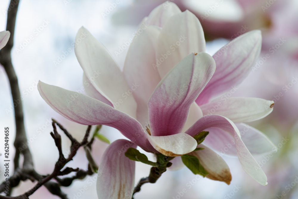 Fototapeta premium Pink Magnolia Flowers in Magnolia Tree