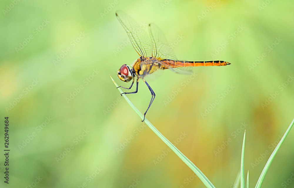 Close up detail of dragonfly. dragonfly image is wild with blur background. Close up detail of dragonfly. dragonfly image is wild with blur background.