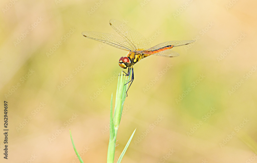 Close up detail of dragonfly. dragonfly image is wild with blur background. Close up detail of dragonfly. dragonfly image is wild with blur background.