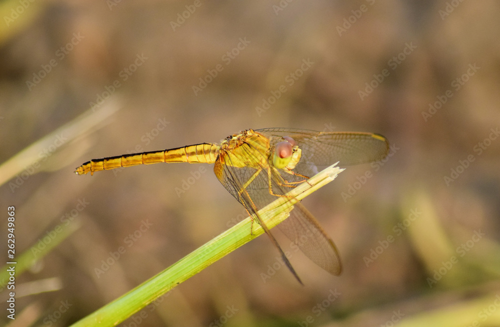 Close up detail of dragonfly. dragonfly image is wild with blur background. Close up detail of dragonfly. dragonfly image is wild with blur background.