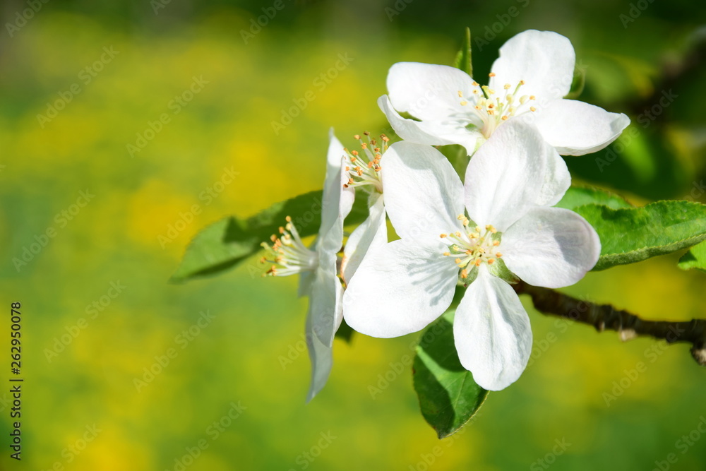 Obraz premium Äste und Zweige eines Apfelbaumes mit Blüten 