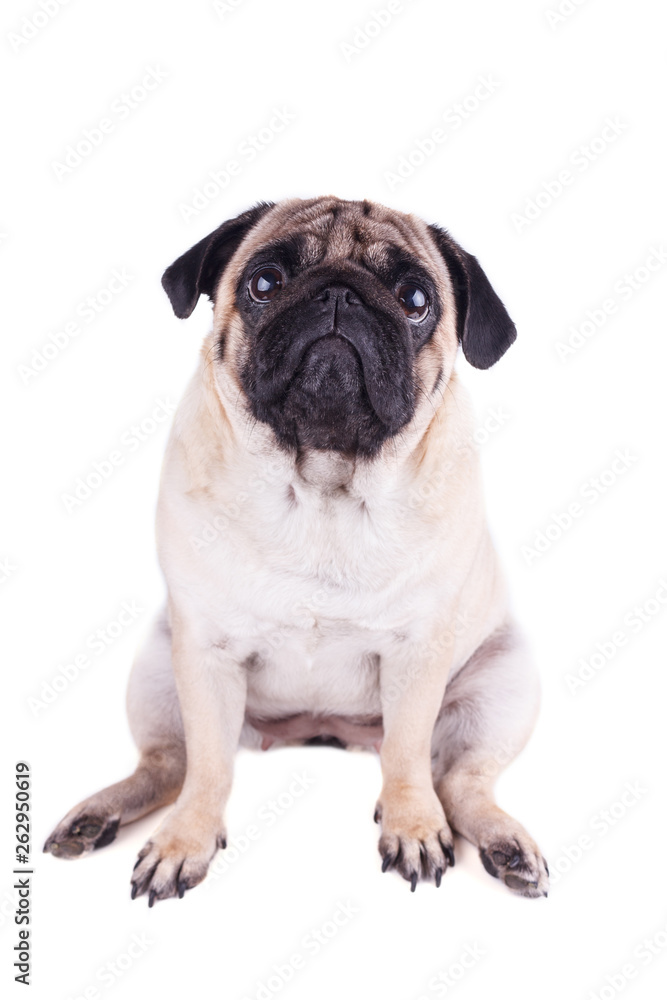 Portrait of a pug dog with big sad eyes. Isolated Portrait of a pug dog with big sad eyes. Isolated