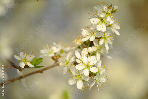 Blooming apple tree in spring time