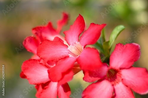 Red azalea flowers in summer season. 