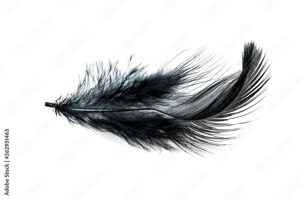 Close-up of Black feather isolated on white Close-up of Black feather isolated on white