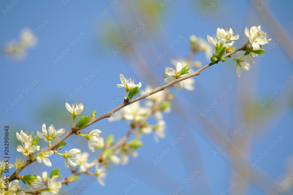 Blooming apple tree in spring time