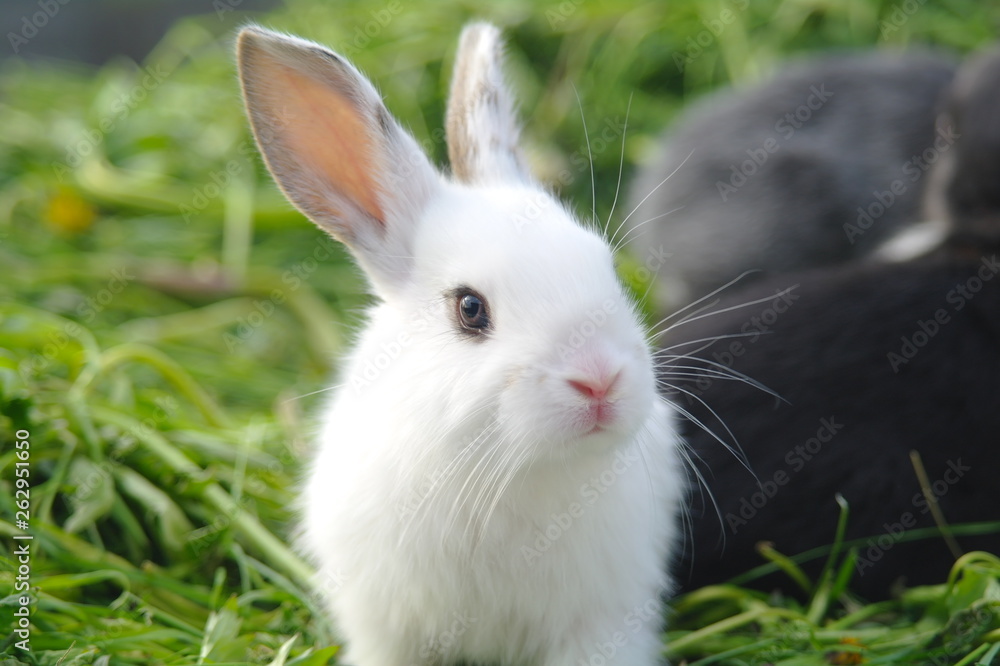 white and black rabbits on the grass. closeup white and black rabbits on the grass. closeup