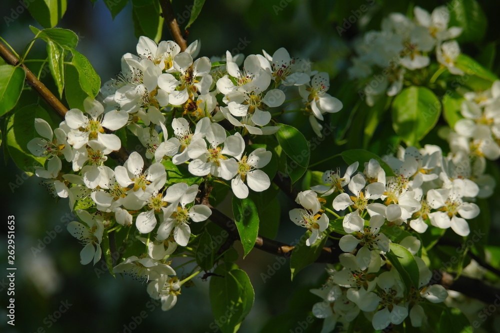 Flowering branch of a pear against the blue sky