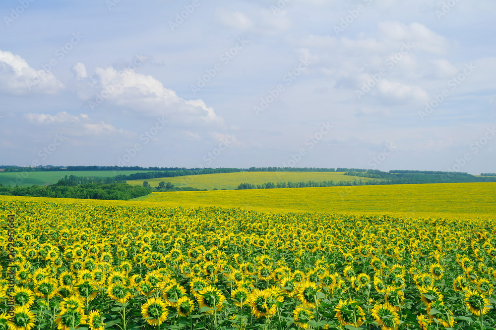 sunflower field and cloudy sky