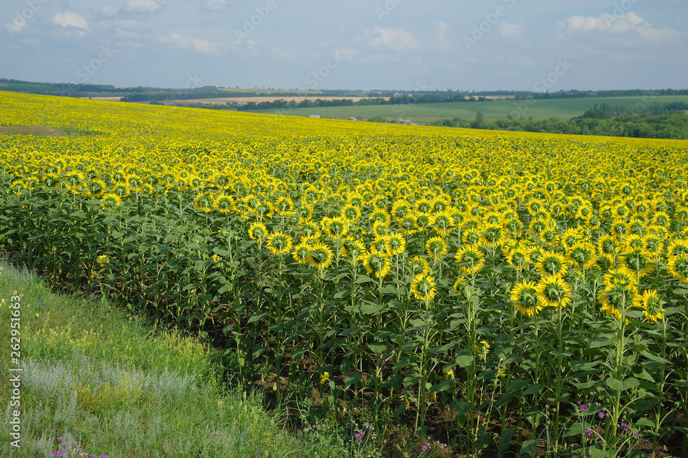 sunflower field and cloudy sky