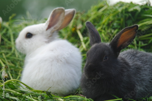 white and black rabbits on the grass. closeup