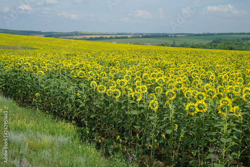 Obraz na płótnie sunflower field and cloudy sky w salonie