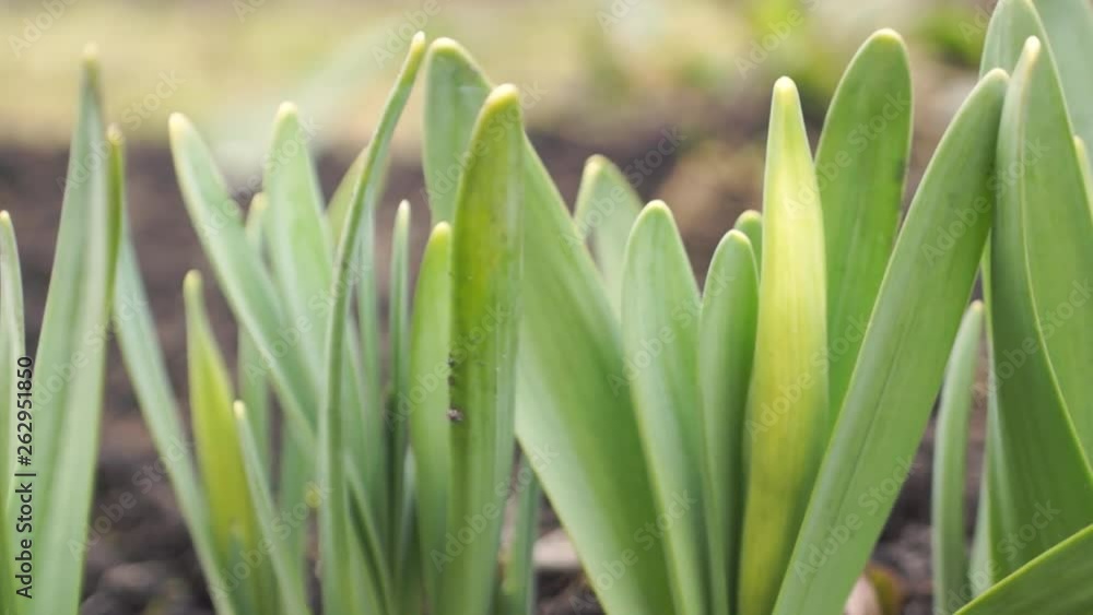 Narcissus leaves and buds grow from the ground in the spring garden Narcissus leaves and buds grow from the ground in the spring garden