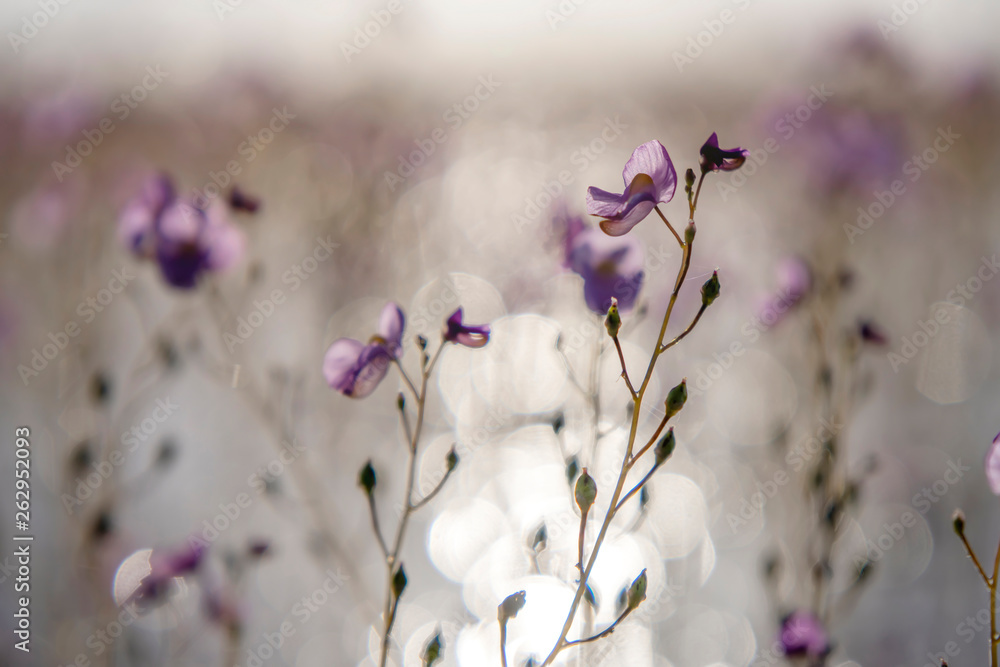 Utricularia warburgii or Lentibulariaceae Utricularia warburgii or Lentibulariaceae