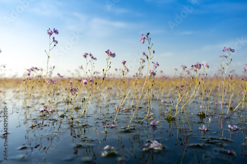 Utricularia warburgii or Lentibulariaceae photo