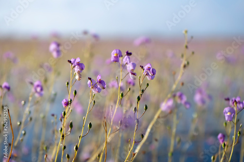 Utricularia warburgii or Lentibulariaceae