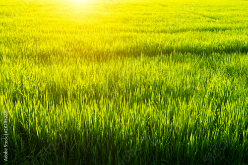 Green leaf of rice plant in rice field with sunlight