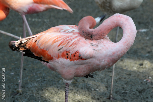 roter_Flamingo © Stephan von Mikusch