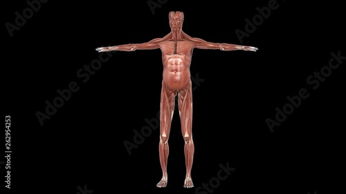 Human Muscular System photo