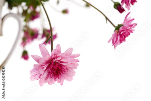 Chrysanthemum flowers in basket.