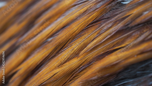 Close-up chicken feathers,Selective focus