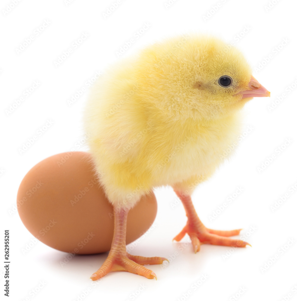 Fototapeta premium Small chicken and egg isolated.