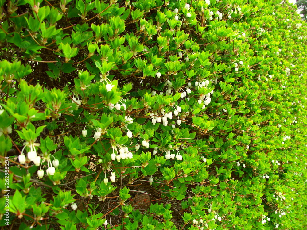 Obraz premium 生垣のドウダンツツジ