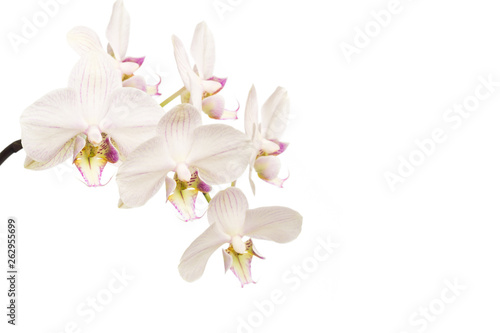 orchid close up view solated on white background