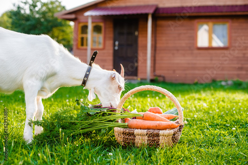 White goat chews farm vegetables background village house outdoors. The concept of healthy eating.