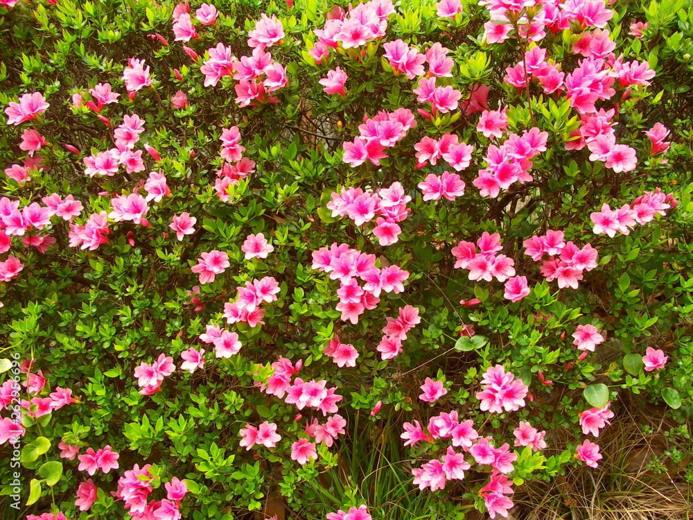 植え込みの躑躅 植え込みの躑躅