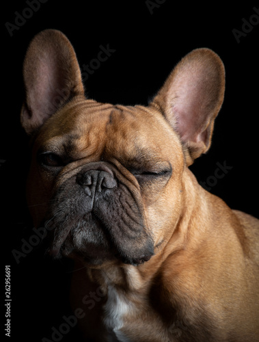 Sleepy french bulldog © Bojanikus