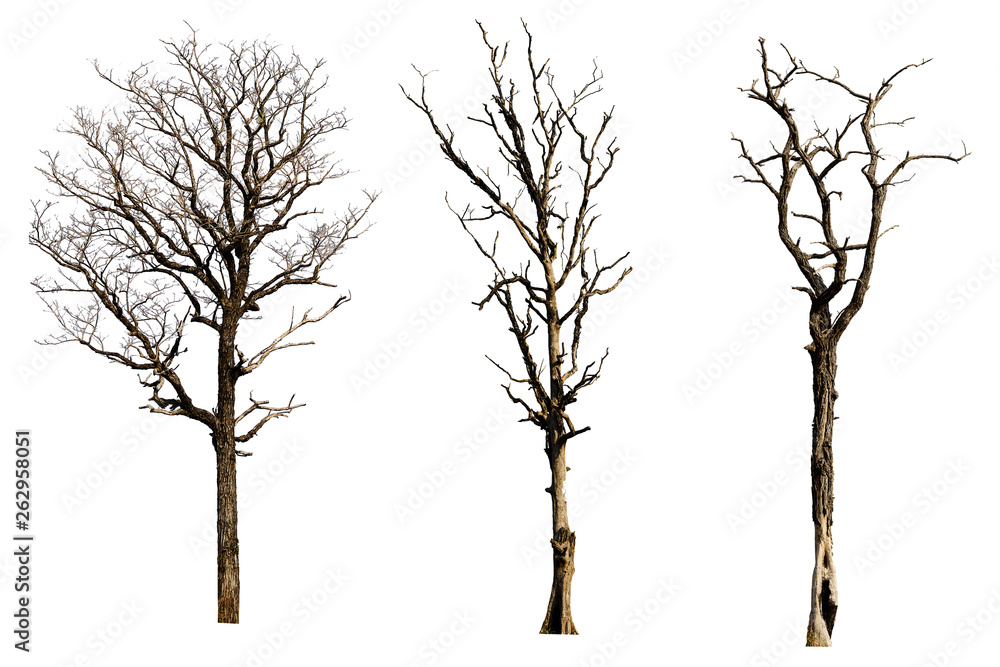 Collection of dead tree isolated white background Collection of dead tree isolated white background