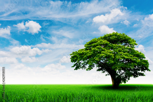 Nature background. Green meadow and the rain tree with soft clouds and blue sky.