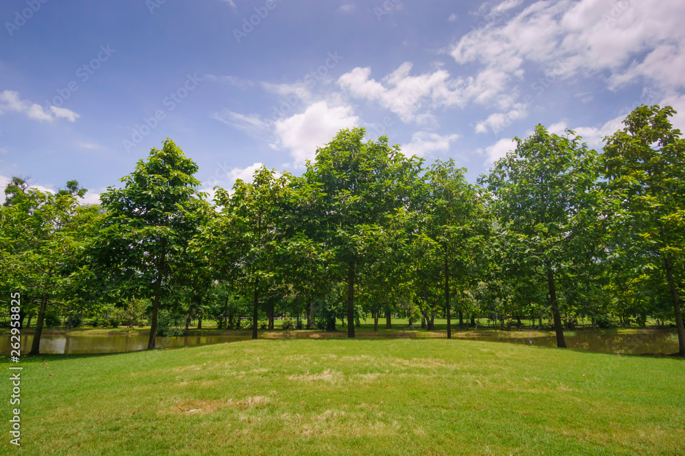 Beautiful landscaping in area Green field grass and forestt