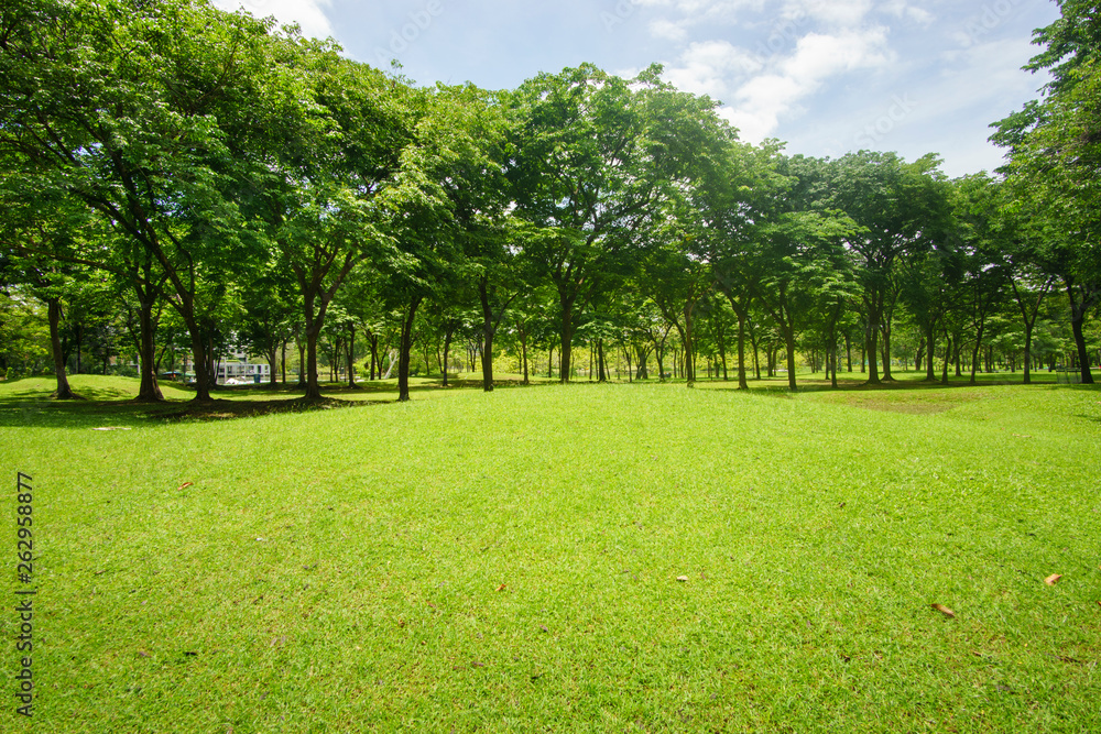 Beautiful landscaping in area Green field grass and forestt